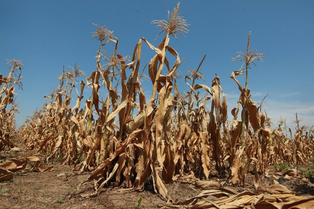 Ilustracija, foto: blog.ucsusa.org / Kansas Drought Corn