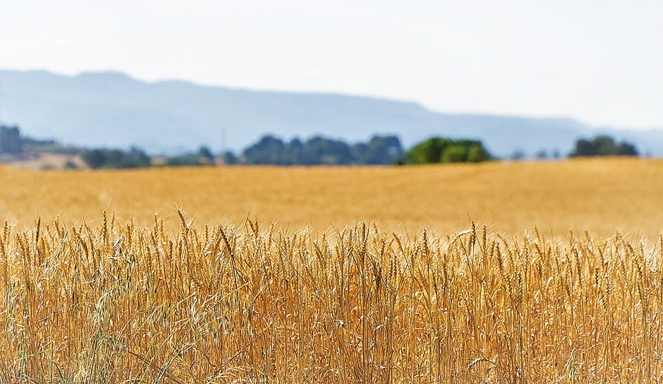 Pšenica, foto: pixabay.com, autor: Josep Monter Martinez
