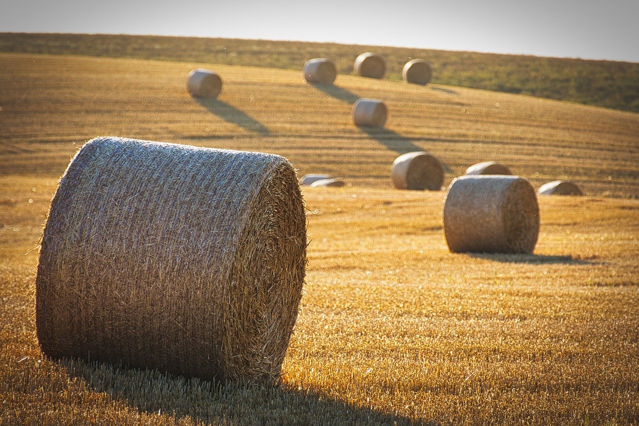 Poljoprivreda, ilustracija, foto: pixabay.com
